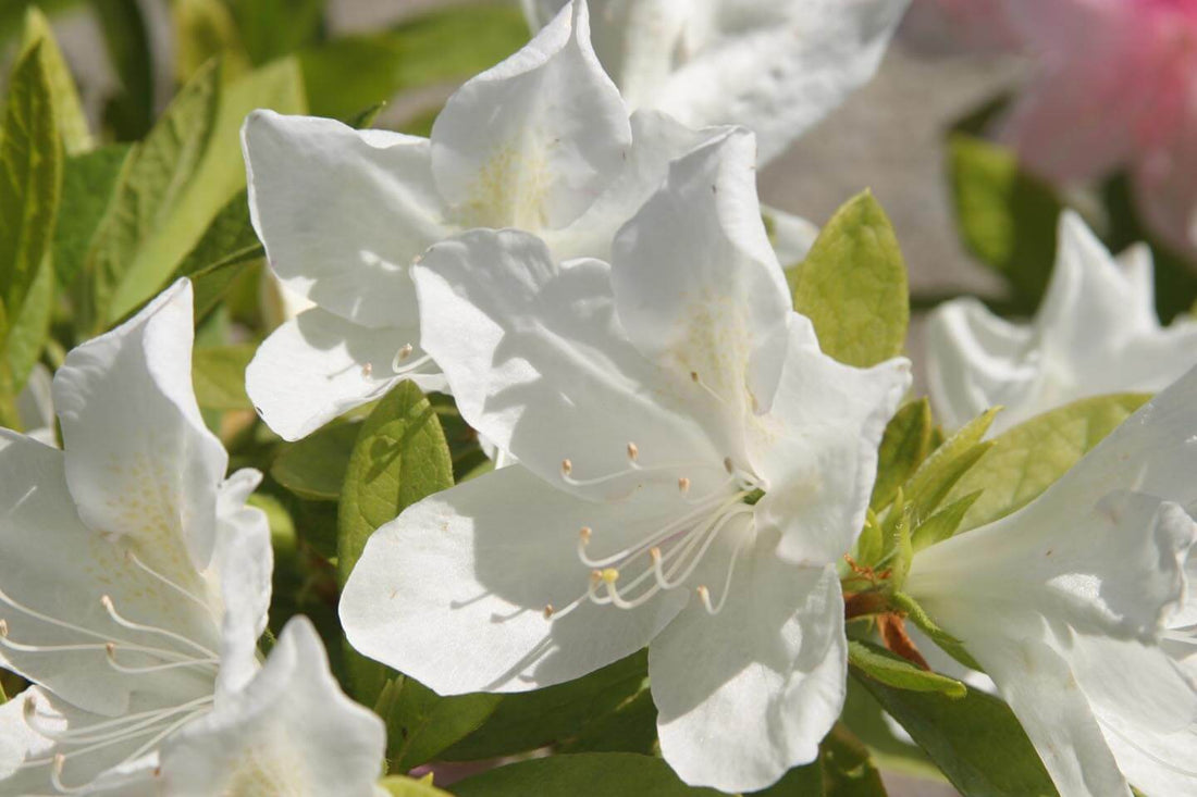 Azalea indica Fielders White - Ladybird Nursery