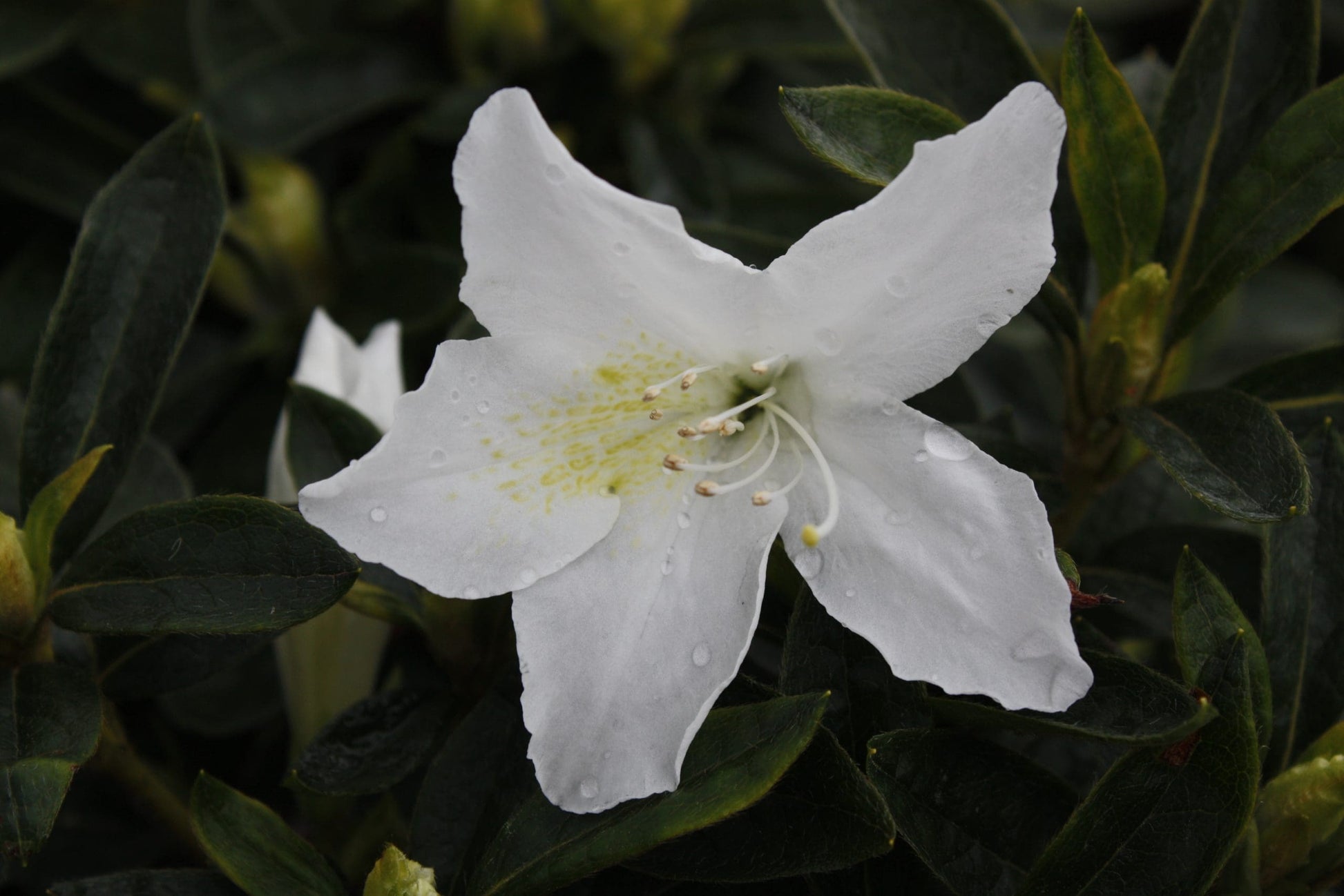 Azalea indica Fielders White