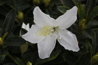 Azalea indica Fielders White