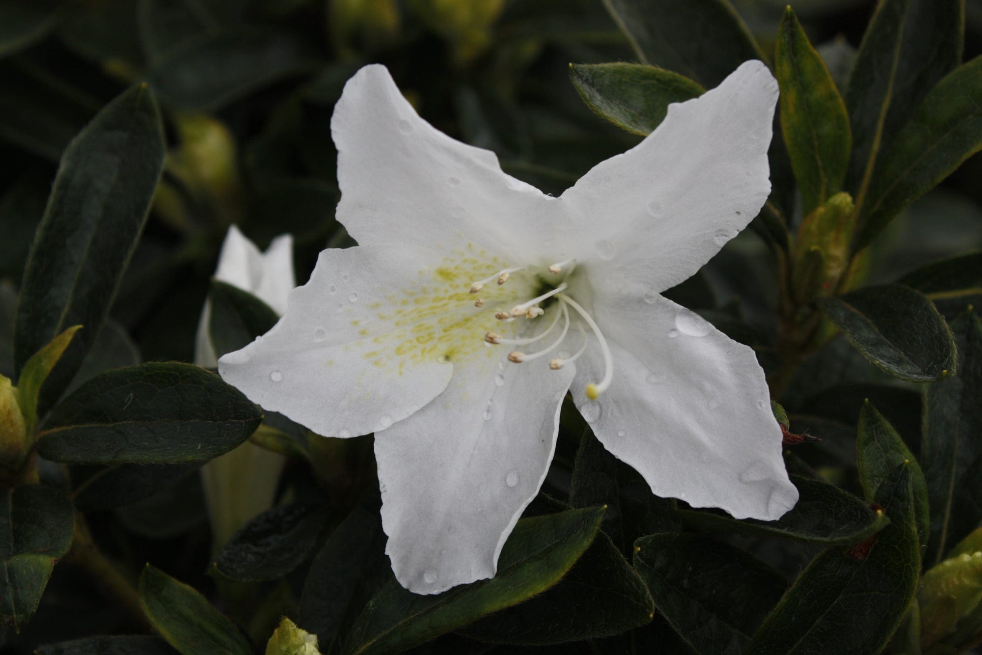 Azalea indica Fielders White - Ladybird Nursery