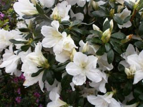 Azalea indica Fielders White