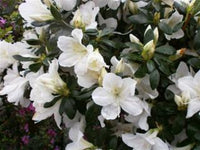 Azalea indica Fielders White