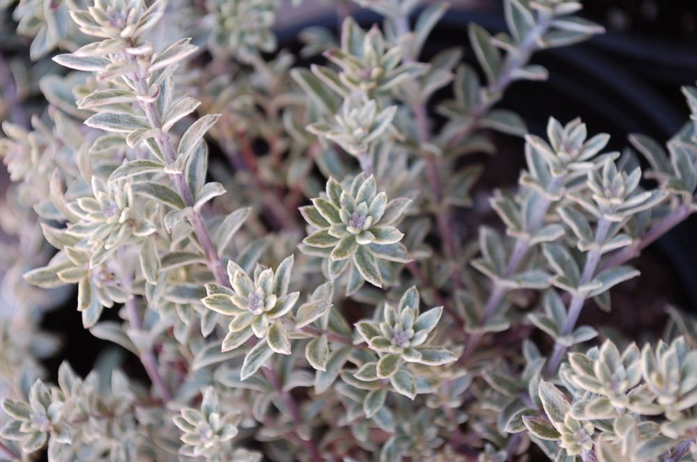 Coastal Rosemary Smokey (Westringia fruticosa) - Ladybird Nursery