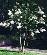 Crepe Myrtle Acoma (Lagerstroemia)