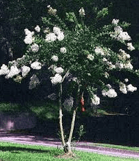 Crepe Myrtle Acoma (Lagerstroemia)