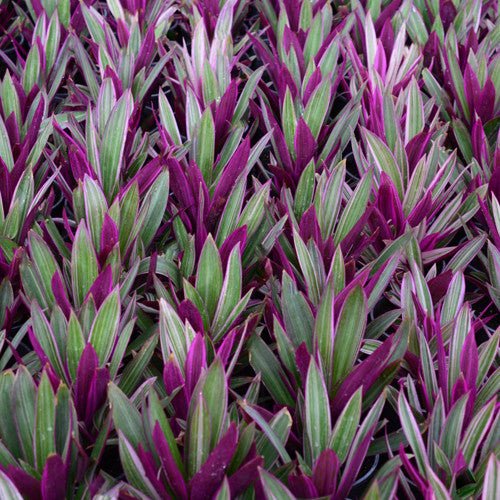 Spiderwort Stripe Me Pink Rhoeo (Tradescantia spathacea) - Ladybird Nursery