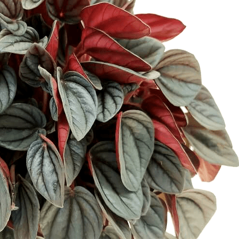 Peperomia Sunrise (Peperomia)