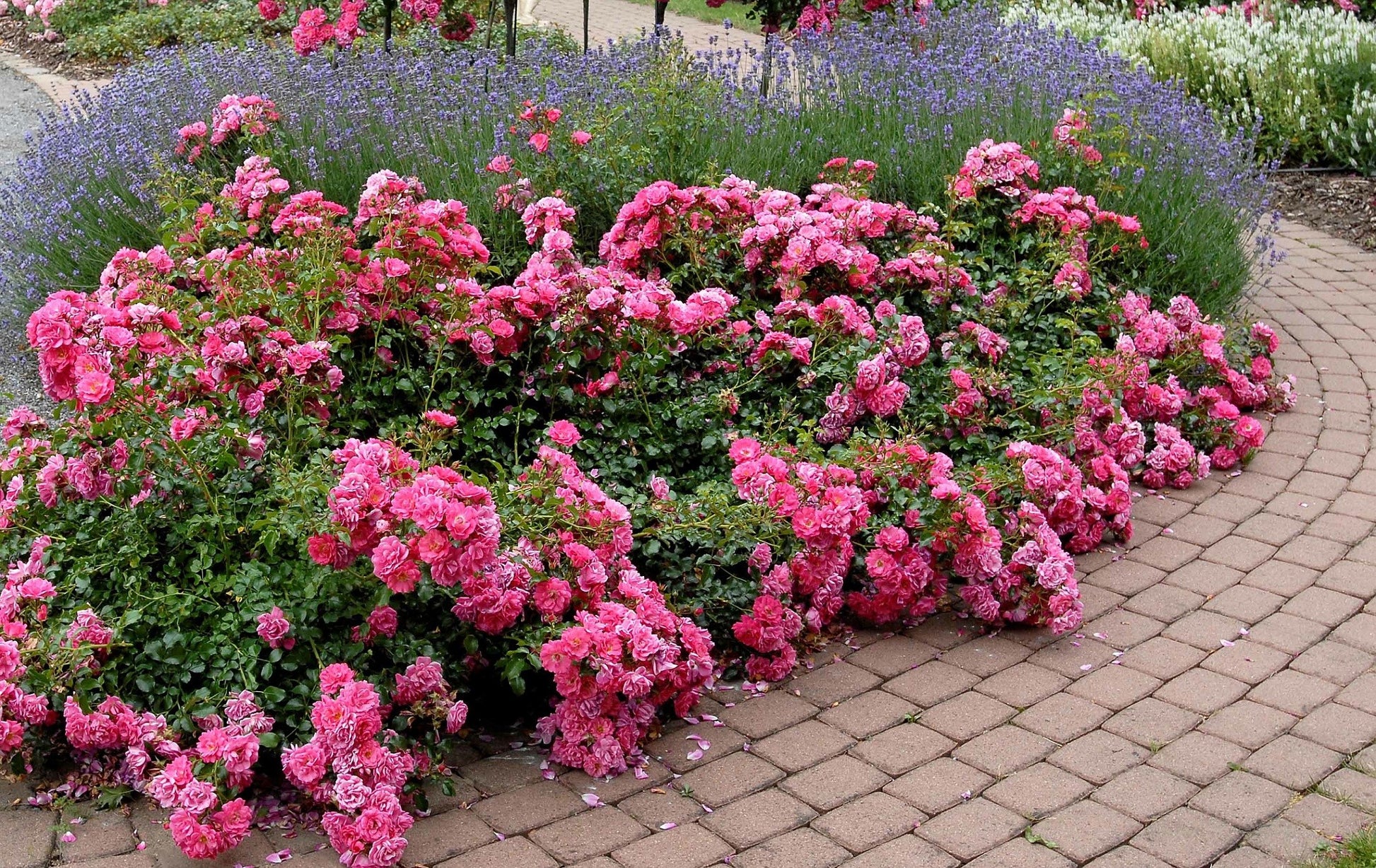 Rose Flower Carpet Pink (Rosa)