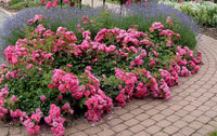 Rose Flower Carpet Pink (Rosa)