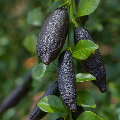 Finger lime Alstonville (QLD ONLY) - Ladybird Nursery