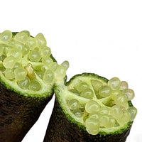 Finger lime Alstonville (QLD ONLY)