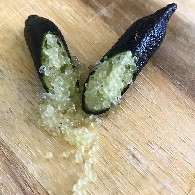 Finger lime Alstonville (QLD ONLY)