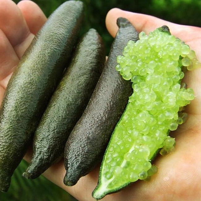 Finger lime Alstonville (QLD ONLY)