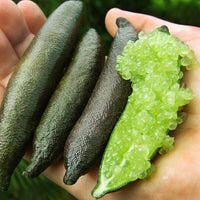 Finger lime Green Grafted (QLD ONLY)