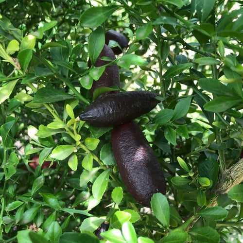 Finger lime Chartreuse (QLD Only) - Ladybird Nursery