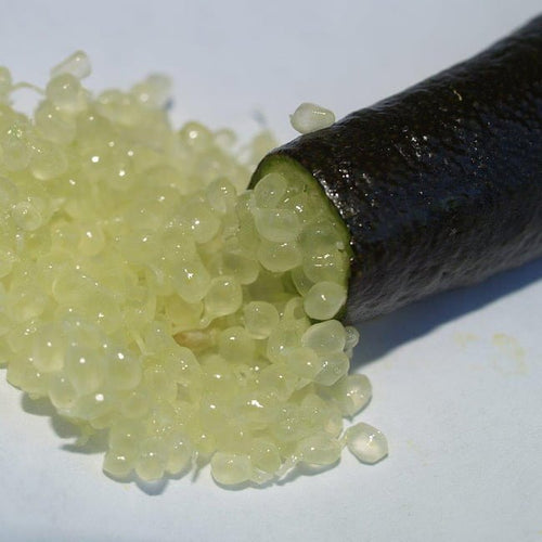 Finger lime Chartreuse (QLD Only) - Ladybird Nursery