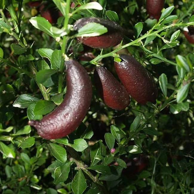 Jali Red Finger Lime 140mm Pot (QLD Only) - Ladybird Nursery