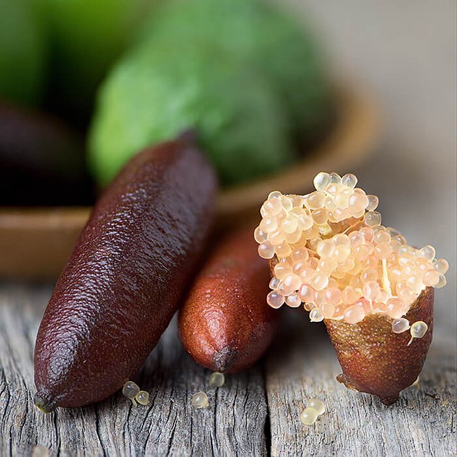 Finger Lime Dark Red (QLD Only) - Ladybird Nursery