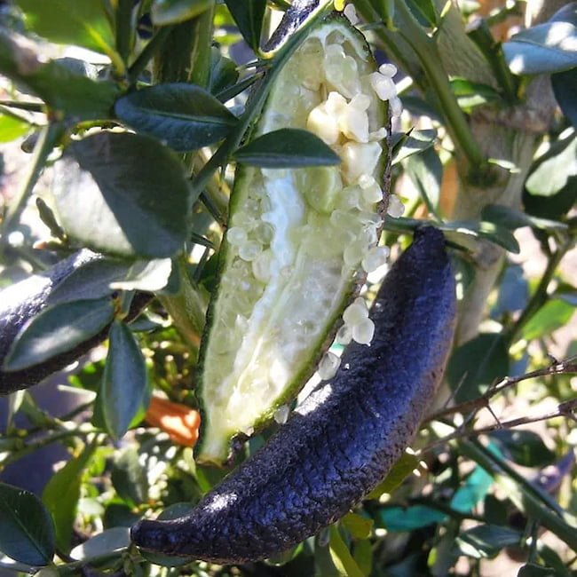 Finger lime D'Emerald / Fat Black (QLD ONLY) - Ladybird Nursery