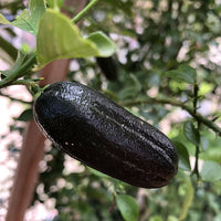 Finger lime D'Emerald / Fat Black (QLD ONLY)