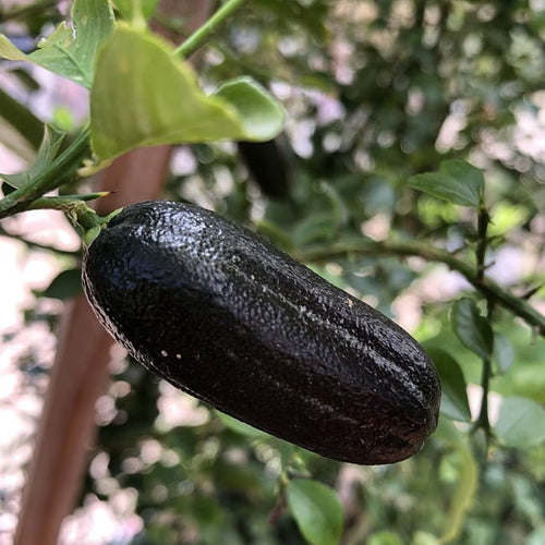 Finger lime D'Emerald / Fat Black (QLD ONLY) - Ladybird Nursery