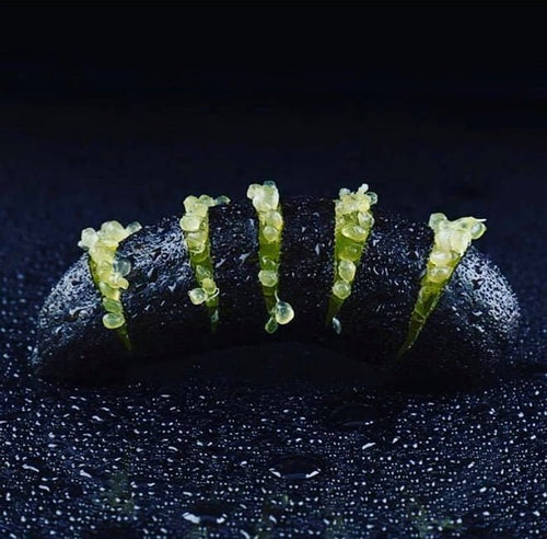 Dwarf Finger Lime D'Emerald (QLD ONLY) - Ladybird Nursery