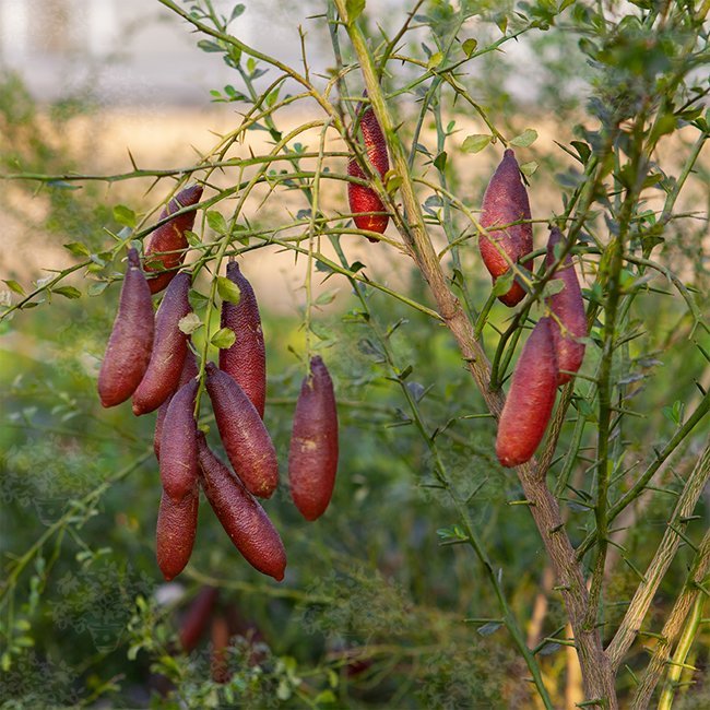 Finger Lime Pink Ice (QLD ONLY) - Ladybird Nursery