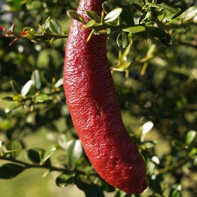 Finger Lime Pink Ice (QLD ONLY)