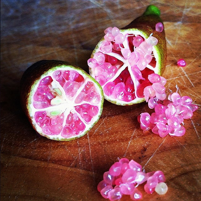 Finger Lime Pink Ice (QLD ONLY)