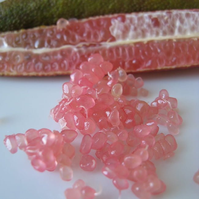 Finger Lime Pink Ice (QLD ONLY) - Ladybird Nursery