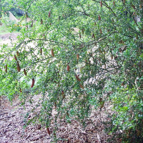 Dwarf Finger Lime Rainforest Pearl (QLD Only) - Ladybird Nursery