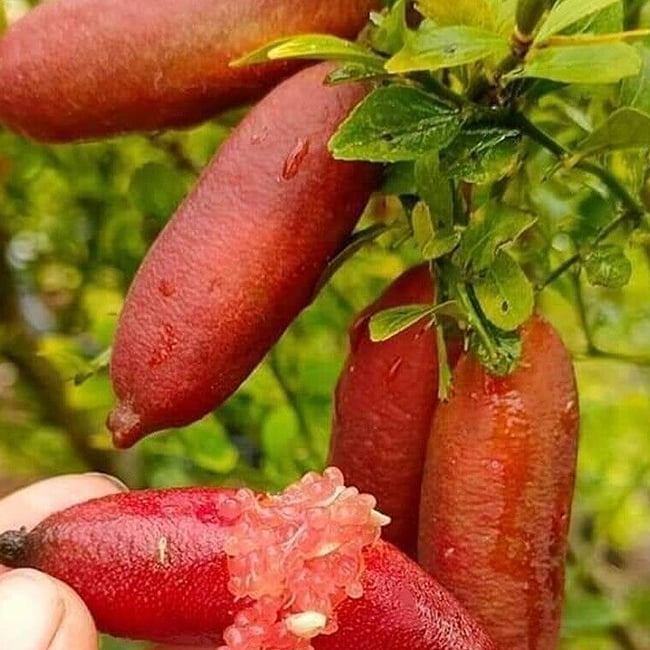 Dwarf Finger Lime Rainforest Pearl (QLD Only)