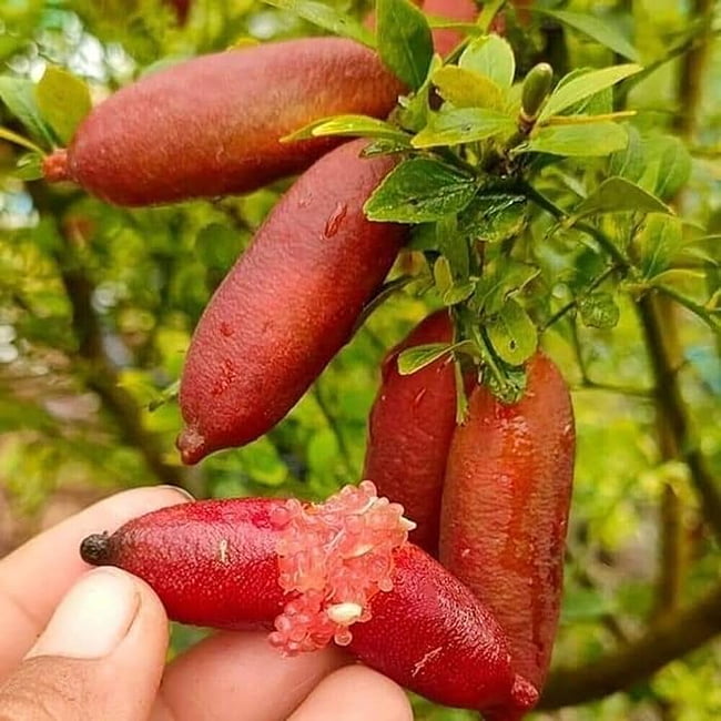 Finger Lime Red champagne (QLD ONLY)