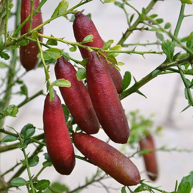 Finger Lime Red champagne (QLD ONLY)