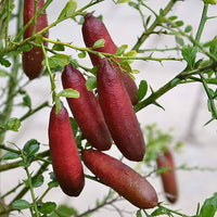 Finger Lime Red champagne (QLD ONLY)