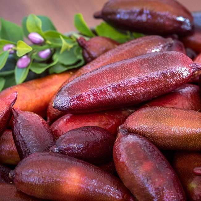 Finger Lime Red champagne (QLD ONLY) - Ladybird Nursery