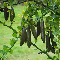 Finger lime Tom Thumb