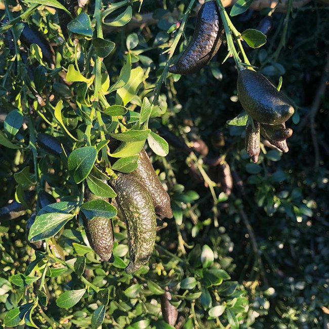 Finger lime Tom Thumb