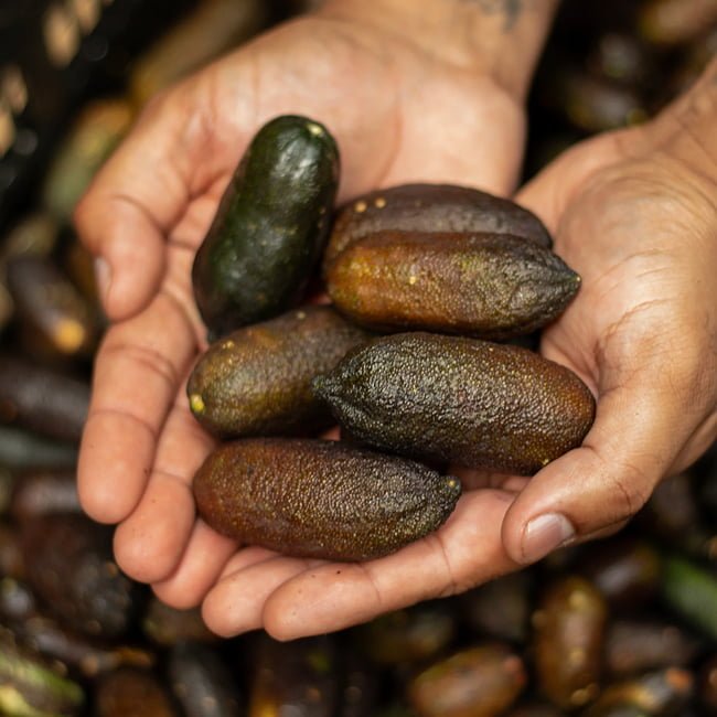 Finger lime Tom Thumb (QLD Only) - Ladybird Nursery