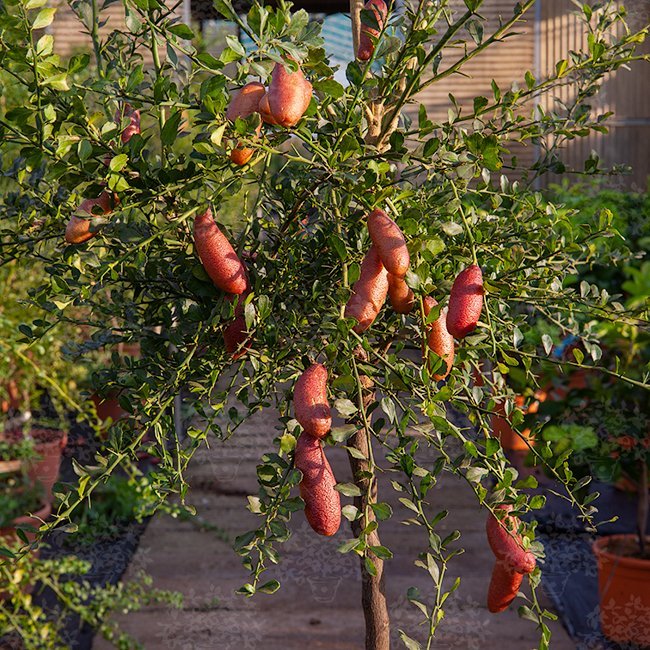 Finger lime Torakina Pink Grafted (QLD ONLY) - Ladybird Nursery