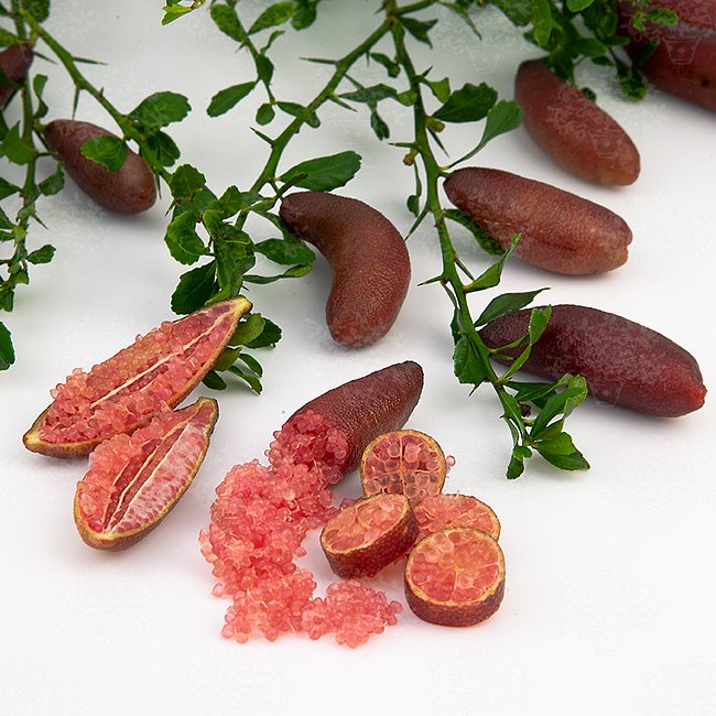 Finger lime Torakina Pink Grafted (QLD ONLY)