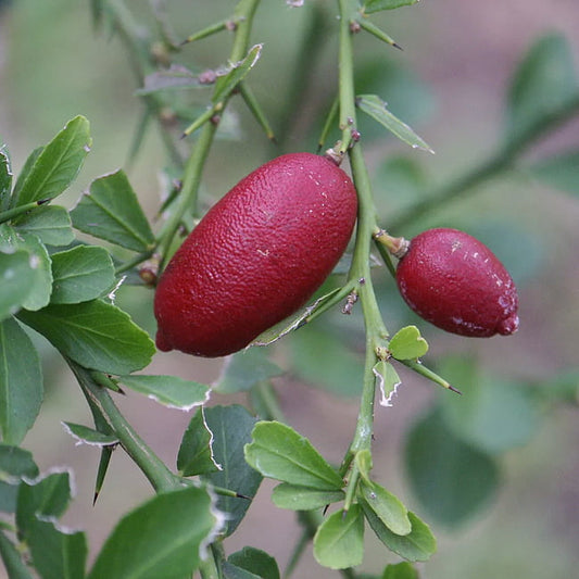 Finger lime Torakina Pink (QLD ONLY)