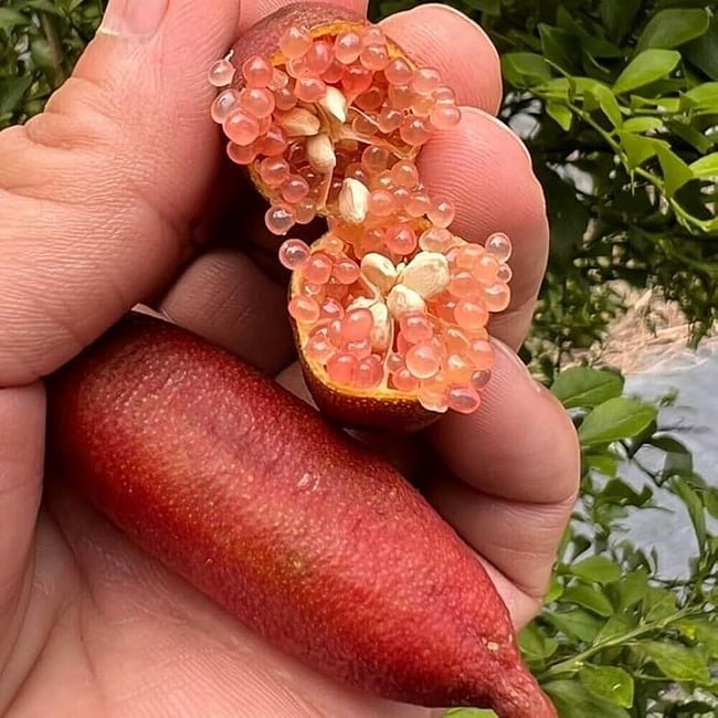Finger lime Torakina Pink Grafted (QLD ONLY) - Ladybird Nursery