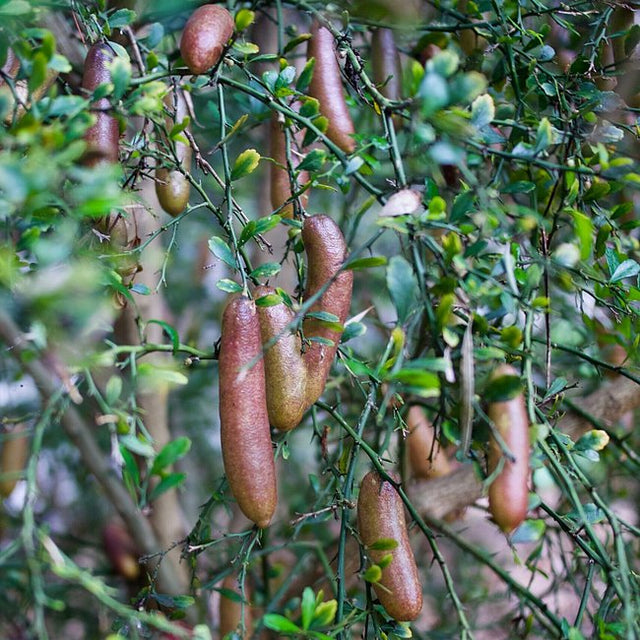 Finger Lime Wauchope Grafted Fruit Tree – Buy Now! – Ladybird Nursery
