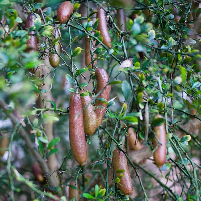Finger lime Wauchope Grafted