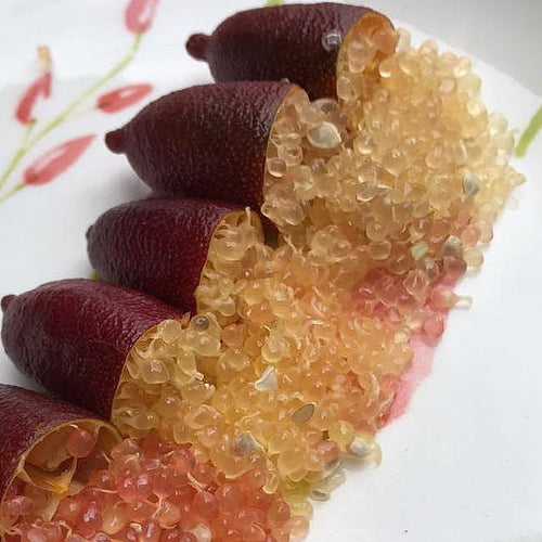 Finger lime Wauchope Grafted (QLD Only) - Ladybird Nursery