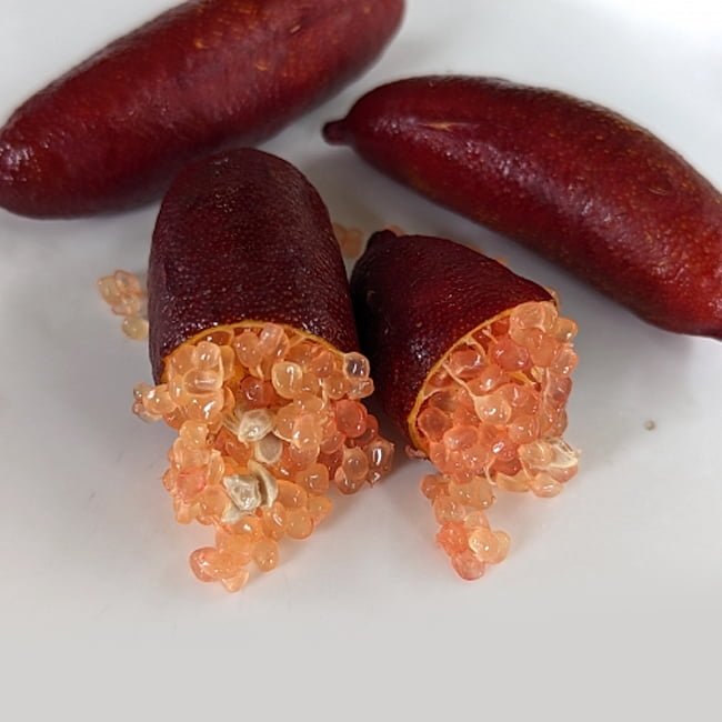 Finger lime Wauchope Grafted (QLD Only) - Ladybird Nursery