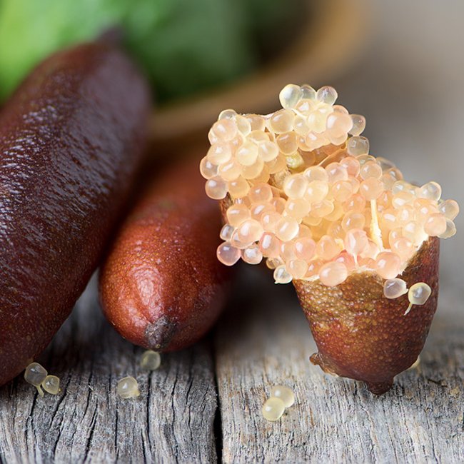 Finger lime Wauchope Grafted