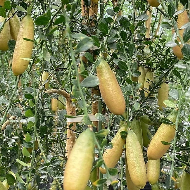 Finger lime Yellow Cutting