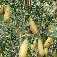 Finger lime Yellow Cutting